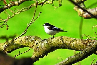 Pied Flycatcher by Mike Bell