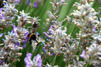 Bumblebee on lavender