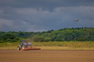 Red kite over farmland