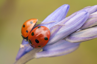 7 spot ladybird