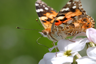 Painted Lady - Jon Hawkins Surrey Hills Photography