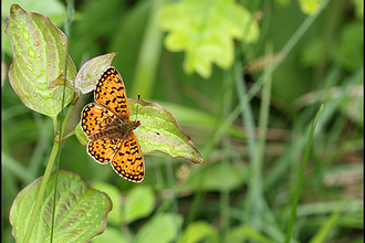 Small pearl-bordered