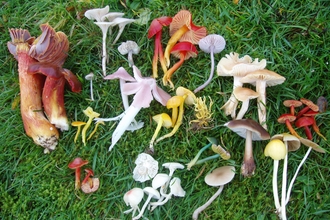 Fungi Foray
