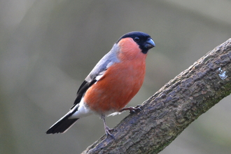 Bullfinch