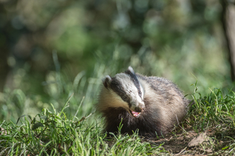 Badger