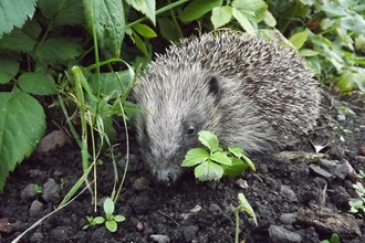 Hedgehog in garden