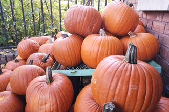 Pumpkin