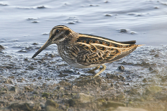 Jack snipe