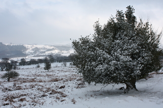 The Hollies in the snow