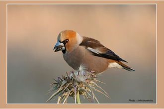 Hawfinch feeding on teazle
