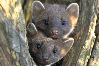 Pine martins