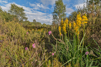 Whixall Moss