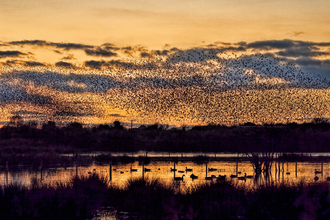 Starling murmuration