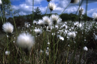 Cotton Grass at Wem Moss