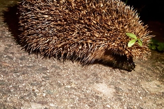 Garden Hedgehog - Stafford