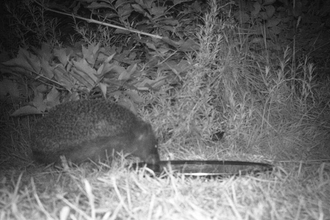 Garden Hedgehog - Wolverhampton