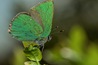 Green hairstreak butterfly