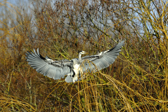 Heron