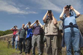 Bird watching