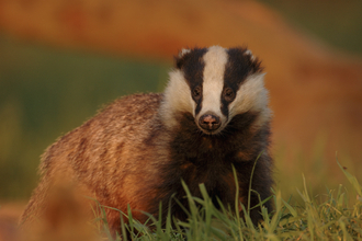 Badger at sunset