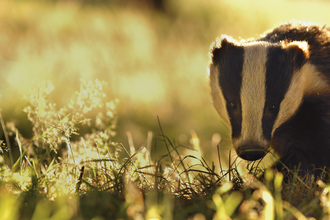 Badger close up