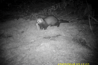 Camera trap polecat