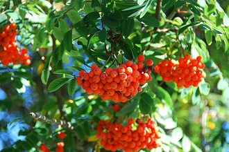 Rowan Mountain Ash