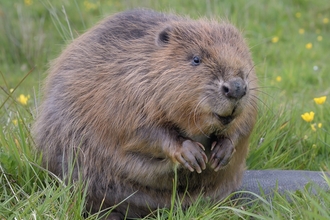 Beaver