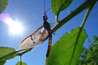 Mayfly