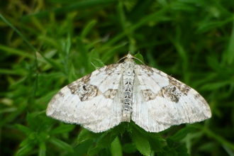 Silver ground carpet moth