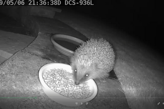 Little Wenlock Hedgehog