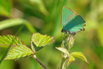 green hairstreak