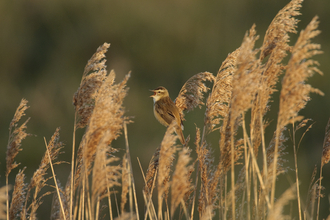 Common reed sedge warbler