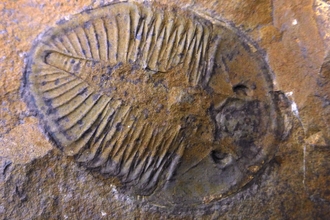 Trilobite