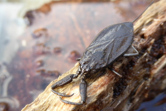 Water scorpion