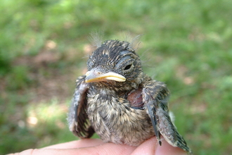 Pied flycatcher chick