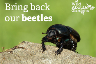 Dung beetles wild about gardens 2021