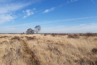 Whixall Moss