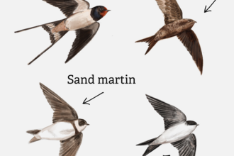 Swifts, swallows, house martin and sand martin graphic