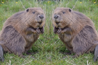 Two beavers