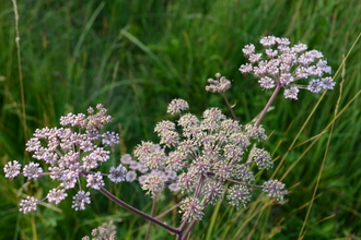 Wild angelica