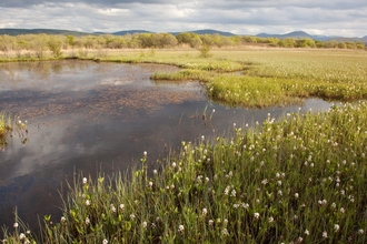 peat landscape