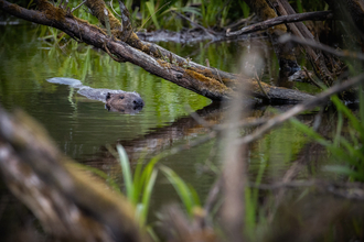 Beaver swimming