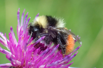 Bilberry bumblebee on clover