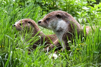 Two otters in grass