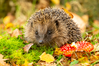 Hedgehog and fly agaric