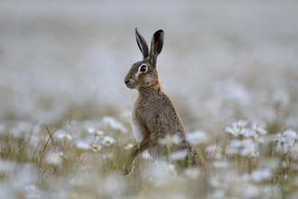 Brown Hare (c)  David Tipling 2020 Vision