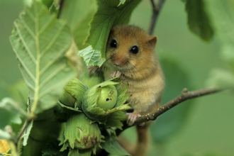 Dormouse on hazel