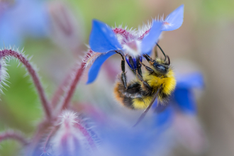 B Pratorum on borage