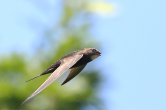 Swifts (c) Piotr Szczypa (1)